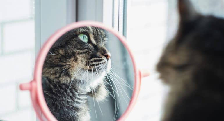 Можно ли крестить кота?